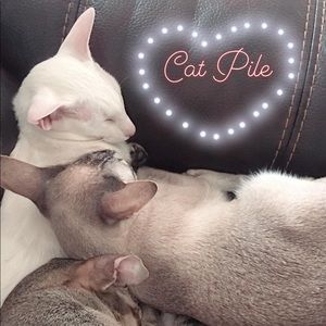 💕TradeFree People Mystic Charm Velvet Mini Dress